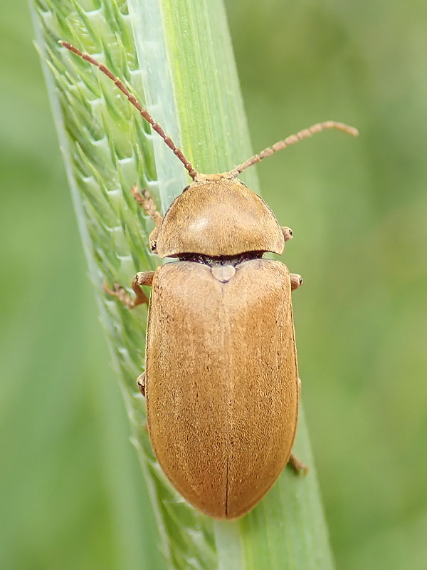 Dascillidae: Dascillus cervinus